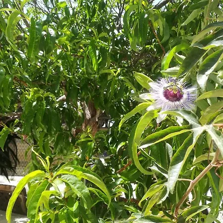 Golden Sunshine Apartman *